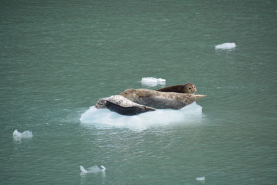 High angle view of ducks swimming in lake