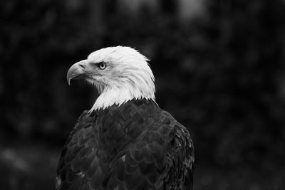 Close-up of a bird