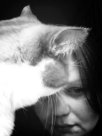 Close-up of a cat