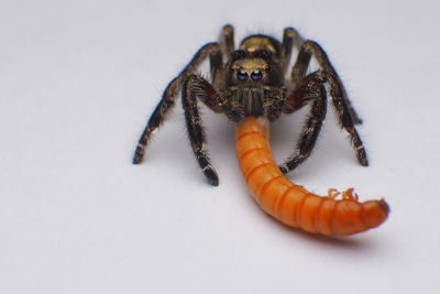 Close-up of spider on white background