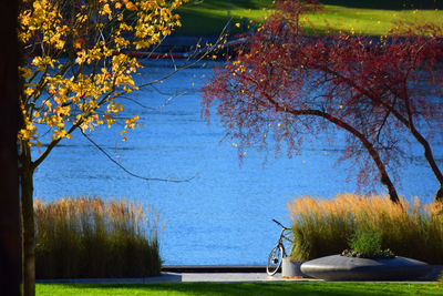 Trees by lake in park during autumn