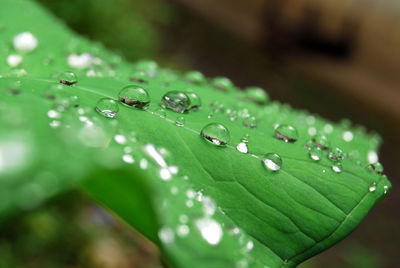 Close-up of raindrops on leaves