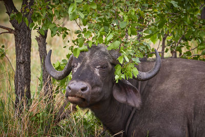 Cape buffalo under a tree