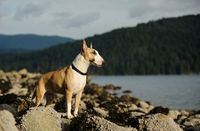 Dog standing on rock at lake against sky