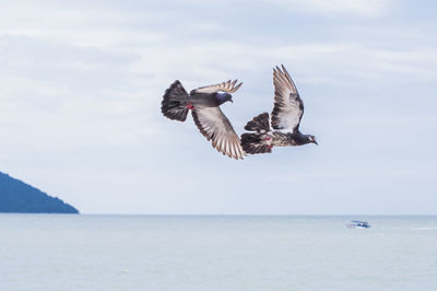 Pigeons flying over sea against sky