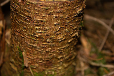 Close-up of tree trunk