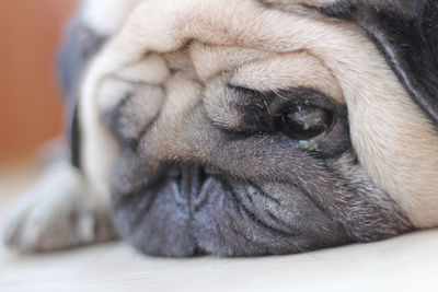 Close-up of dog sleeping