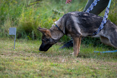 Side view of a dog on field