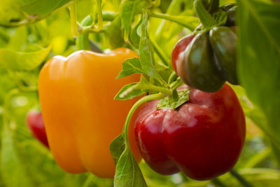 Close-up of tomatoes growing on plant