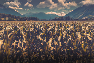 Crops growing on field against sky