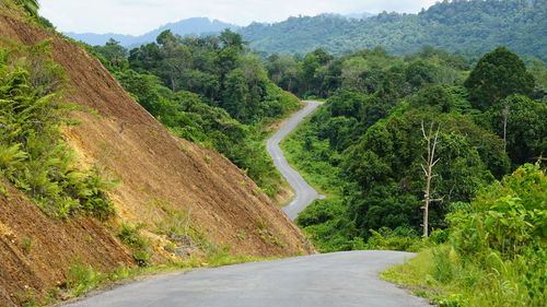 Road amidst trees