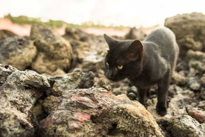 View of a cat looking away