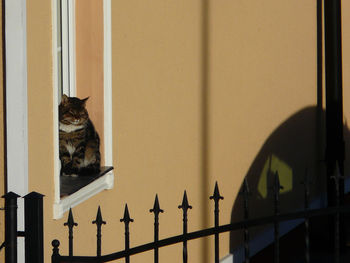 Cat sitting against wall