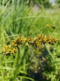 Close-up of flowers against blurred background