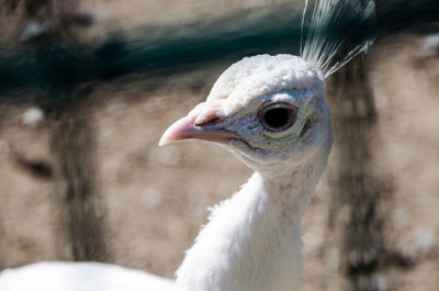 Close-up of a bird