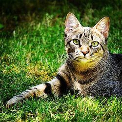 Cat lying on grassy field