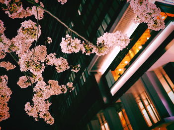 Low angle view of flowers blooming on tree