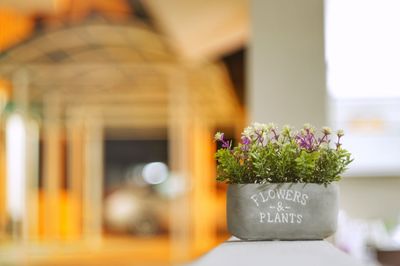 Close-up of potted plant