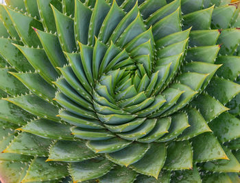 Full frame shot of succulent plant