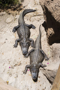 High angle view of lizard on land