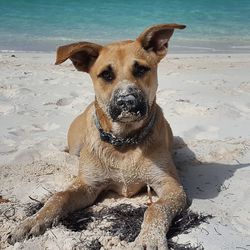 Portrait of dog lying on beach