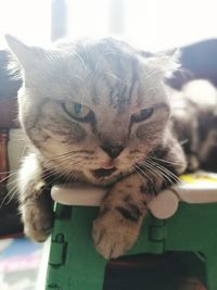 Close-up portrait of cat