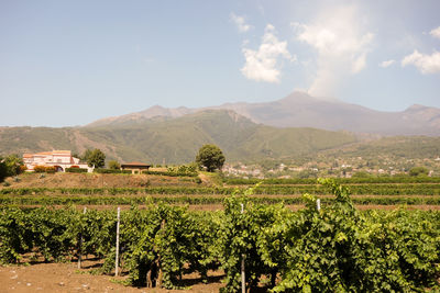 Scenic view of agricultural field against mountains