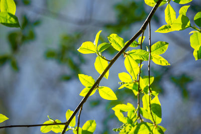 Beautiful, fresh bird cherry leaves against the spring sky.