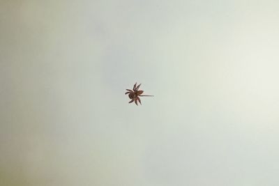 Low angle view of insect flying in the sky