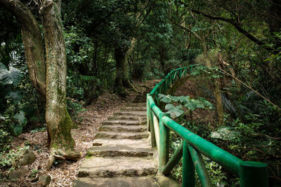 Staircase in forest