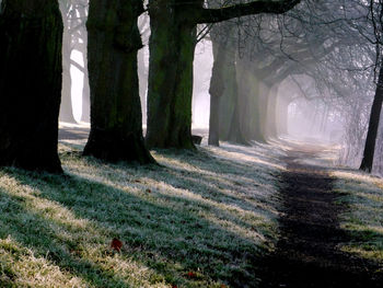 Trees in forest