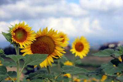 Close-up of sunflower against sky