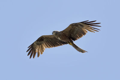 Low angle view of red kite flying against clear blue sky