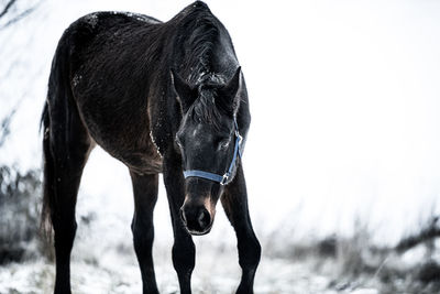 View of a horse on field