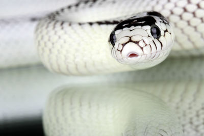 Close-up of snake