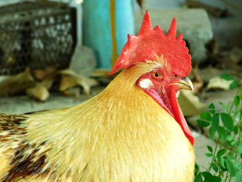 Close-up of rooster