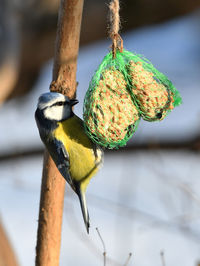 Close-up of bird perching on branch