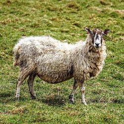 Sheep standing on field