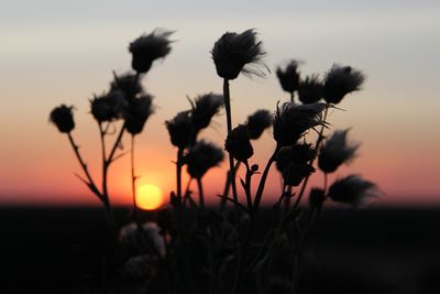 Close-up of flower against sky at sunset