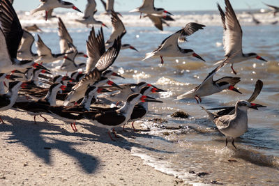 Flying black skimmer terns rynchops niger over the water of clam pass in naples, florida.