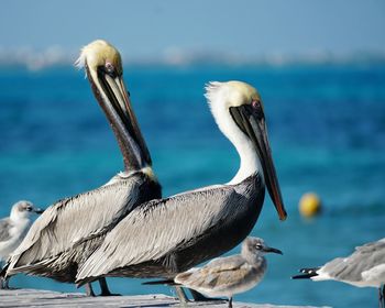Close-up of birds in sea