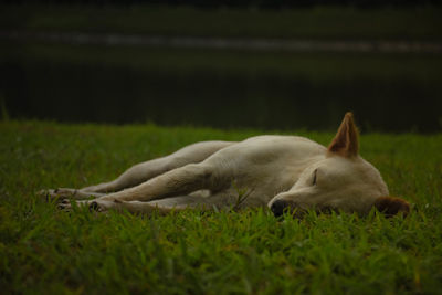 View of a dog resting on field