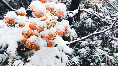 Close-up of snow on branches during winter