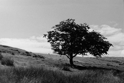 Tree on field against sky