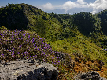 Purple flowering plants on rocks