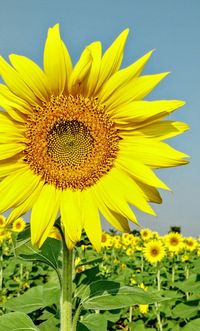 Close-up of sunflower