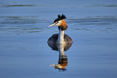 Bird in a lake