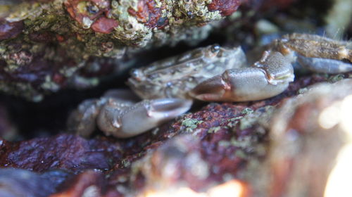 Close-up of fishes in water