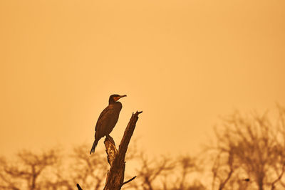 A cormorant in keoladeo national park