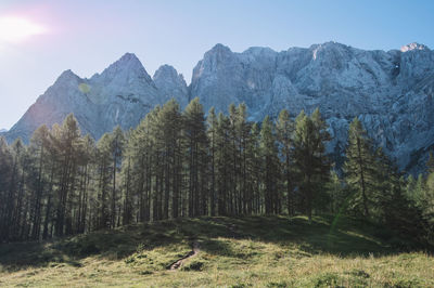 Pine trees in forest against sky